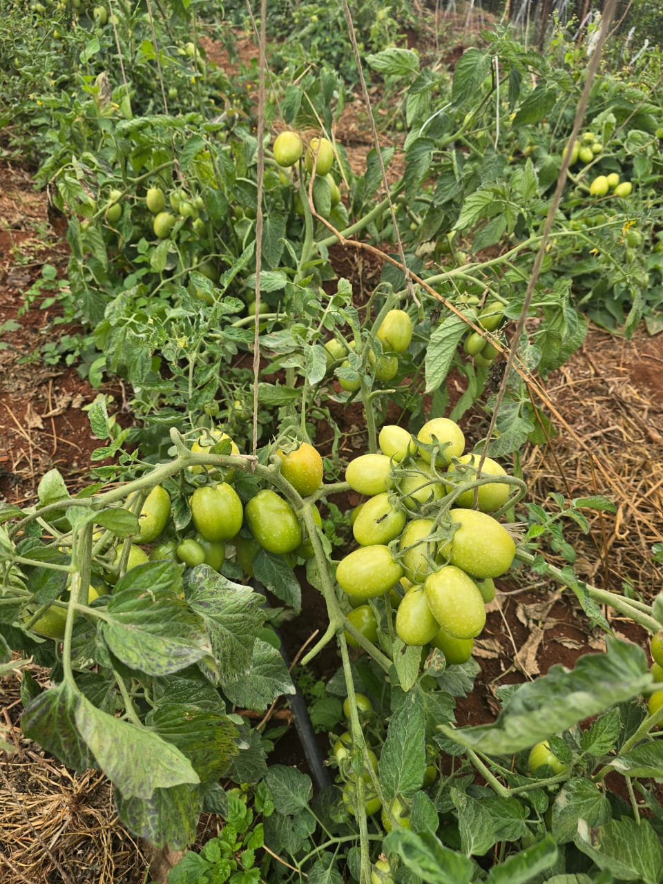 Field Work